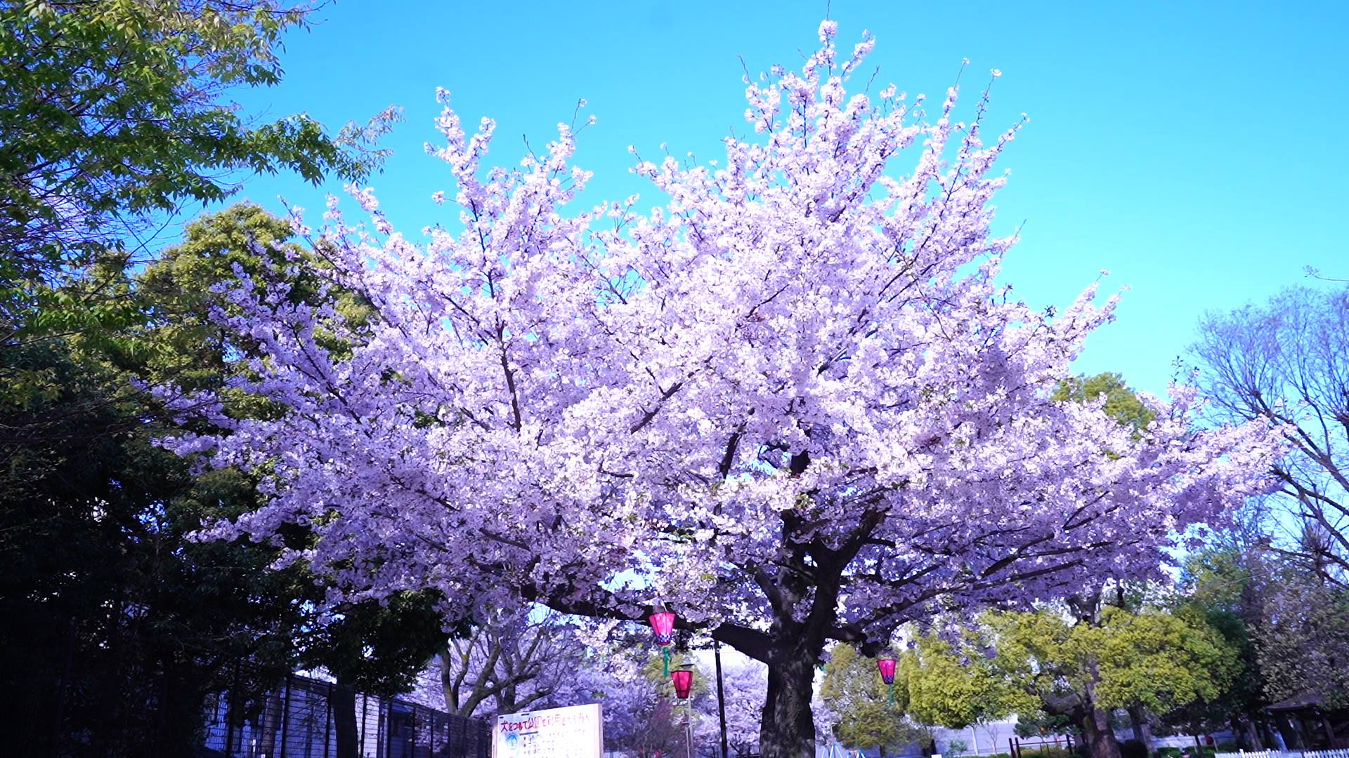 【生野の景色】生野にもある桜のキレイな場所